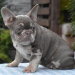 Trixie-female-french-bulldog-puppy-for-sale-1 (3)