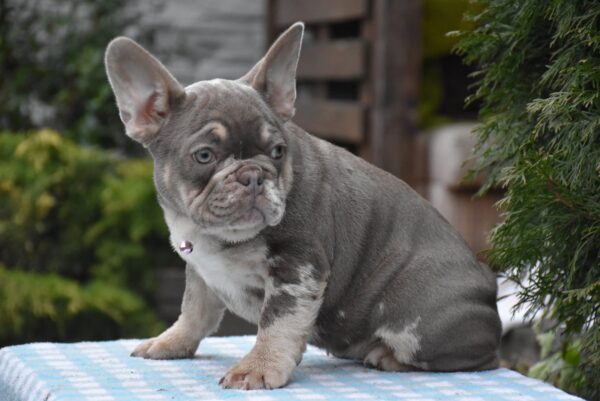 Trixie French Bulldog Trixie French Bulldog