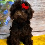 Jenny Toy Poodle