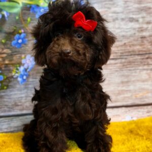 Ulisha Toy Poodle