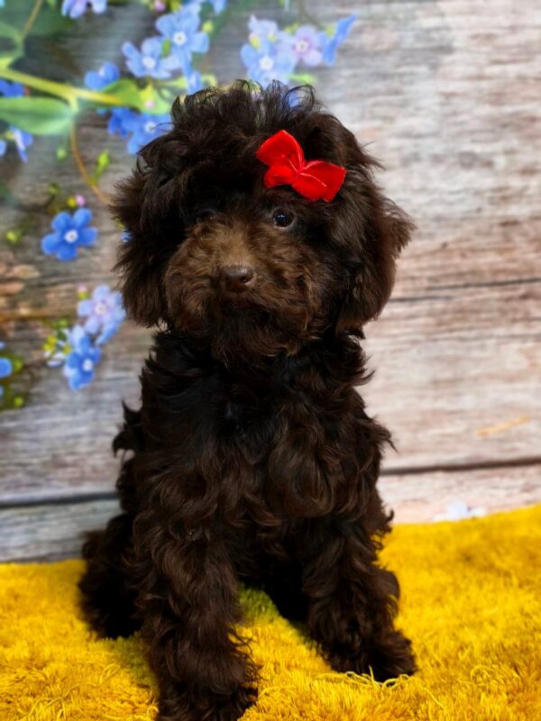 Ulisha Toy Poodle Ulisha Toy Poodle