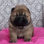 Valencia-female-chow-chow-puppy-for-sale-1 (1)