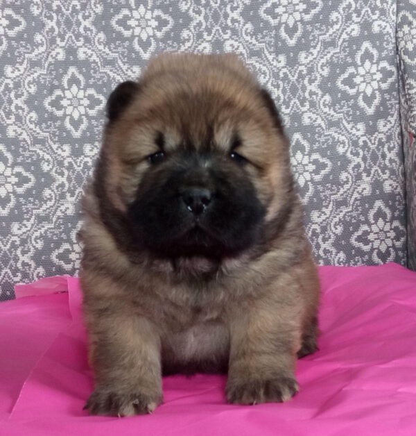 Valencia Chow-Chow Valencia Chow-Chow