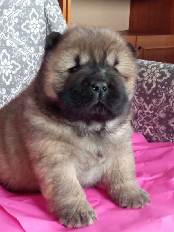 Valencia Chow-Chow Valencia Chow-Chow