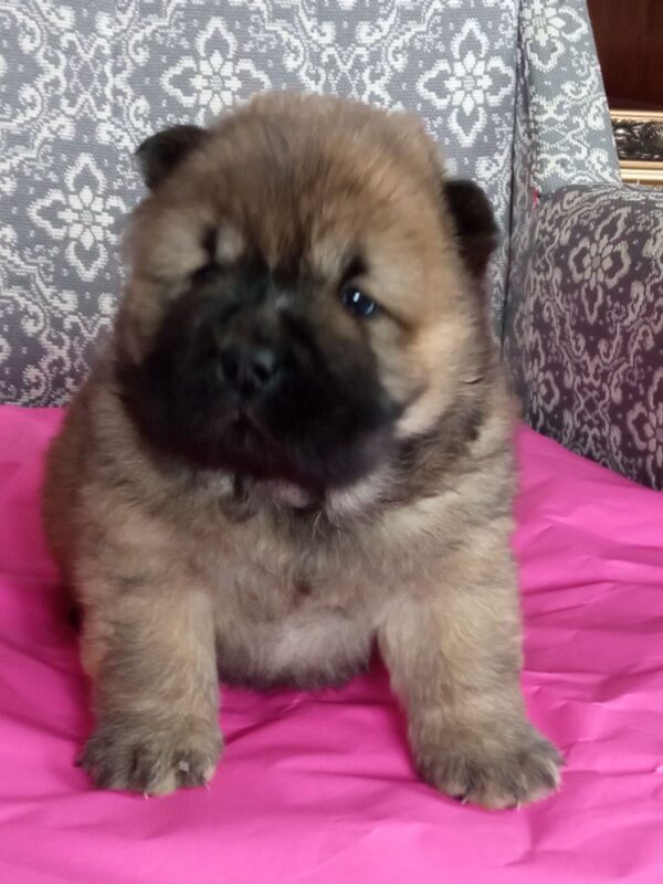 Valencia Chow-Chow Valencia Chow-Chow