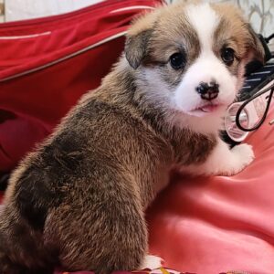 Vanessa Welsh Corgi Vanessa Welsh Corgi