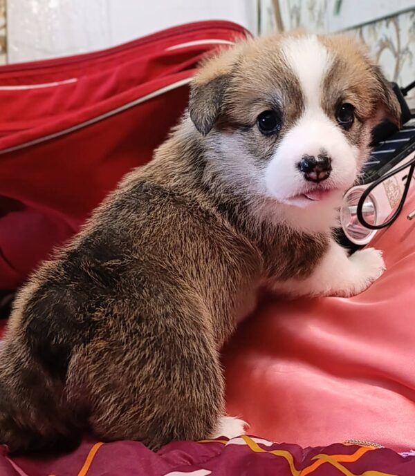 Vanessa Welsh Corgi Vanessa Welsh Corgi