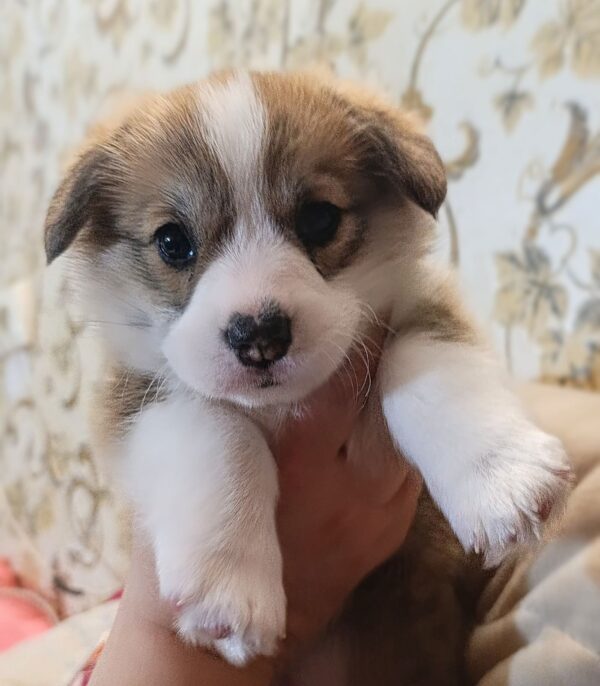 Vanessa Welsh Corgi Vanessa Welsh Corgi