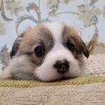 Vanessa-female-welsh-corgi-pembroke-puppy-for-sale-1 (3)
