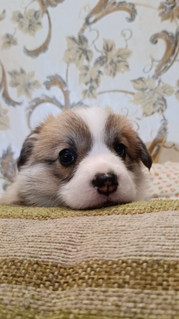 Vanessa Welsh Corgi Vanessa Welsh Corgi