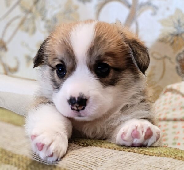 Vanessa Welsh Corgi Vanessa Welsh Corgi