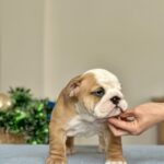 Varvara-female-english-bulldog-puppy-for-sale-1 (1)