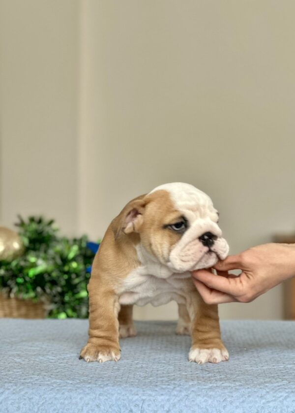 Varvara English Bulldog Varvara English Bulldog