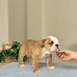 Varvara-female-english-bulldog-puppy-for-sale-1 (2)
