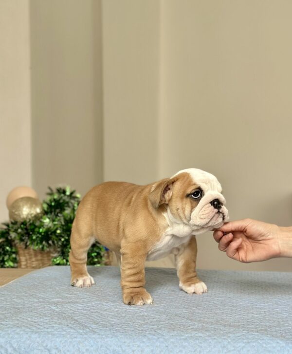 Varvara English Bulldog Varvara English Bulldog