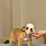 Varvara-female-english-bulldog-puppy-for-sale-1 (3)