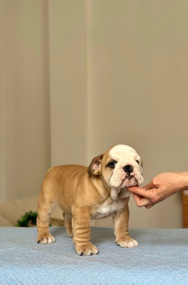Varvara English Bulldog Varvara English Bulldog
