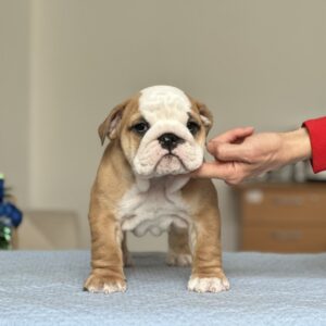 Varvara English Bulldog Varvara English Bulldog