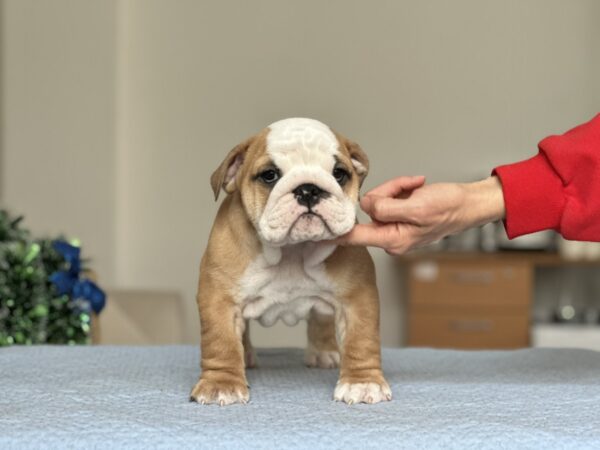 Varvara English Bulldog Varvara English Bulldog