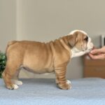 Varvara-female-english-bulldog-puppy-for-sale-1 (5)