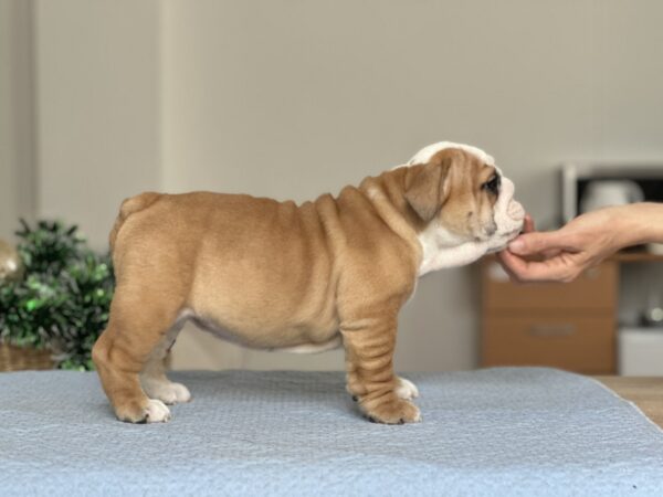 Varvara English Bulldog Varvara English Bulldog