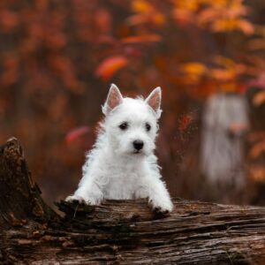Vasilisa West Highland White Terrier Vasilisa West Highland White Terrier