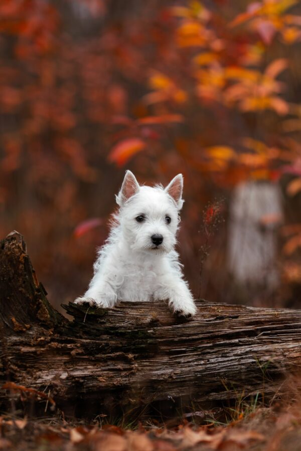 Vasilisa West Highland White Terrier
