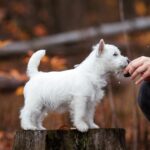 Vasilisa-female-West-Highland-White-Terrier-puppy-for-sale-1 (2)