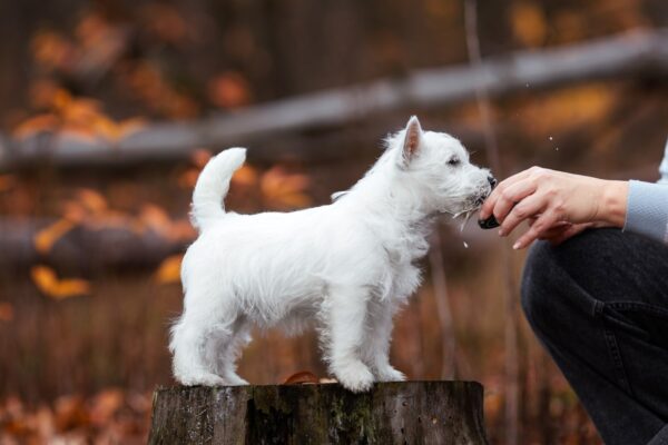 Vasilisa West Highland White Terrier