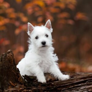 Vasilisa West Highland White Terrier Vasilisa West Highland White Terrier