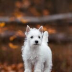 Vasilisa-female-West-Highland-White-Terrier-puppy-for-sale-1 (4)