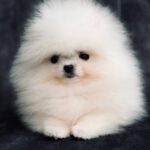 Vegas-male-pomeranian-puppy-for-sale-1 (1)