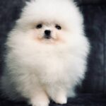 Vegas-male-pomeranian-puppy-for-sale-1 (2)