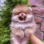 Victor-male-Pomeranian-puppy-for-sale-1