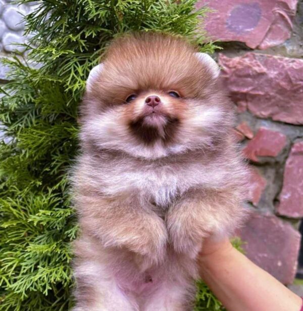 Victor Pomeranian Victor Pomeranian