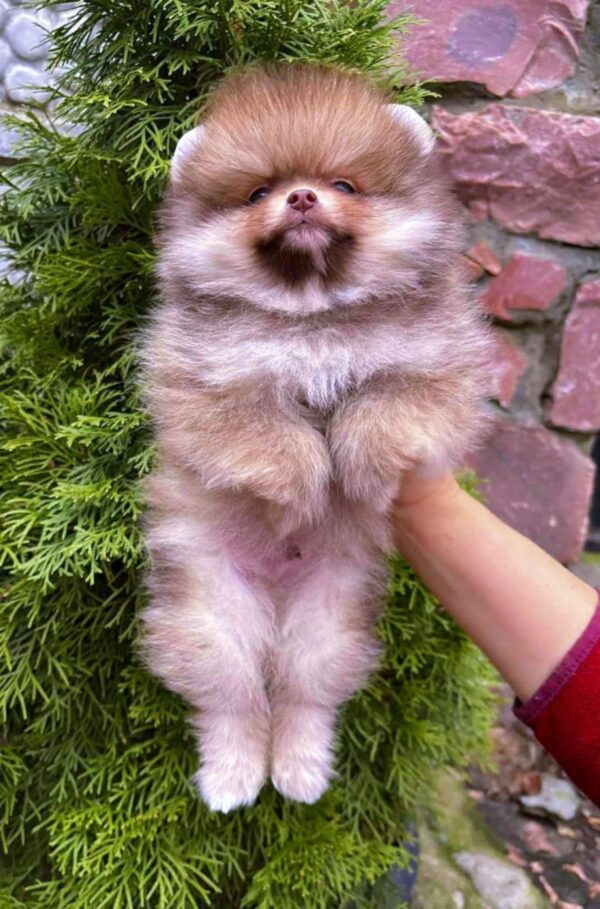 Victor Pomeranian Victor Pomeranian