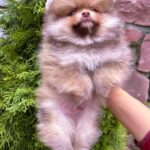 Victor-male-Pomeranian-puppy-for-sale-2