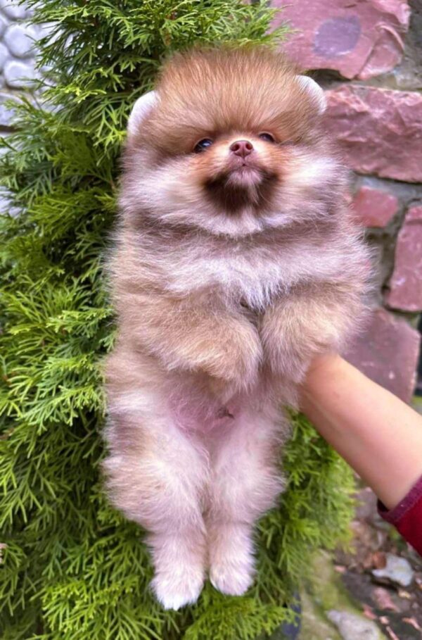 Victor Pomeranian Victor Pomeranian