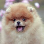 Vincent-male-pomeranian-puppy-for-sale-1 (1)