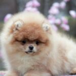 Vincent-male-pomeranian-puppy-for-sale-1 (2)