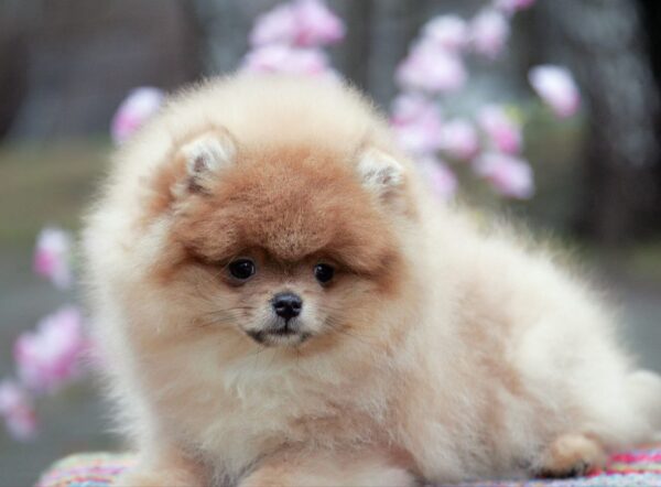 Vincent Pomeranian