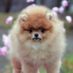 Vincent-male-pomeranian-puppy-for-sale-1 (3)