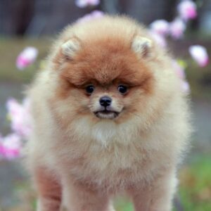 Vincent Pomeranian
