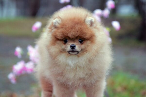Vincent Pomeranian