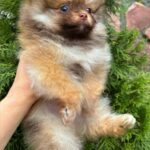 Viola-female-Pomeranian-puppy-for-sale-1