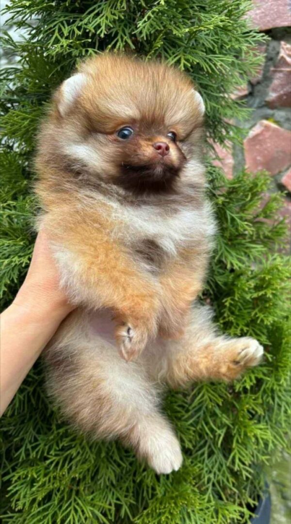 Viola Pomeranian Viola Pomeranian