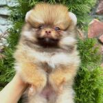 Viola-female-Pomeranian-puppy-for-sale-2