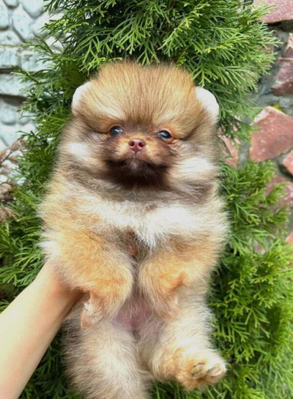 Viola Pomeranian Viola Pomeranian