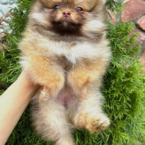 Viola Pomeranian