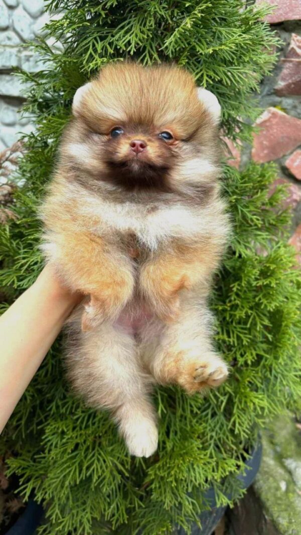 Viola Pomeranian Viola Pomeranian